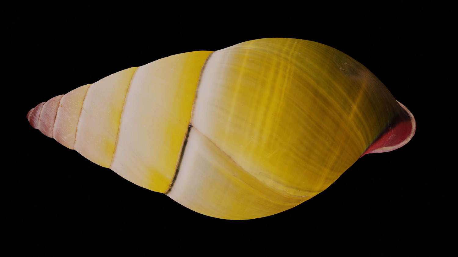 Amphidromus cargilei